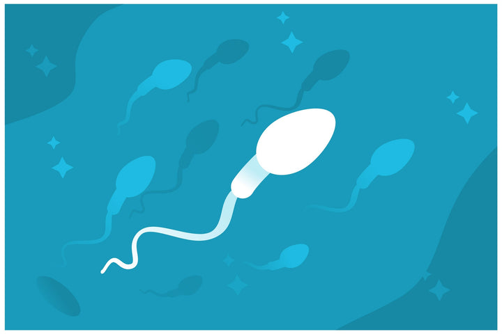 Do Chastity Cages Affect Sperm Count? Myths, Facts & Safety